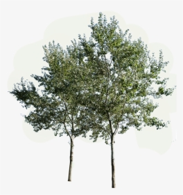 Transparent Group Of Trees Png - Group Of Trees Png, Png Download, Transparent PNG