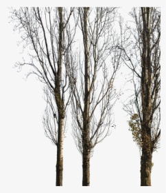 Populus Nigra Trees Png, Transparent Png, Transparent PNG