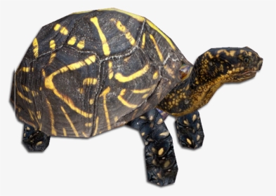 Box Turtle Png - Zoo Tycoon 2 Turtle Downloads, Transparent Png, Transparent PNG