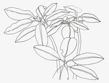 Rhododendron - Line Art, HD Png Download, Transparent PNG