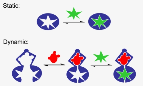 Molecular Recognition Static Vs Dynamic Cartoon - Static And Dynamic Molecular Recognition, HD Png Download, Transparent PNG