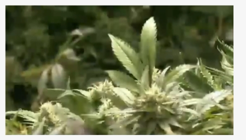 Polémica Sobre La Marihuana Medicinal - Bud, HD Png Download, Transparent PNG