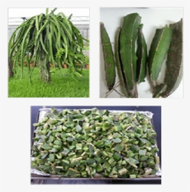 Vine Cactus Plant, HD Png Download, Transparent PNG