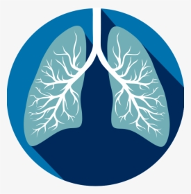 Transparent Respiratory System Clipart - Human Lungs Clipart, HD Png Download, Transparent PNG