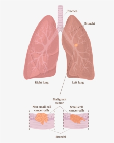 Lung Png, Transparent Png, Transparent PNG