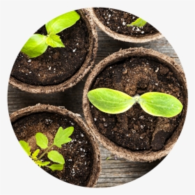 Soilplant-widget - Seed Growing In A Pot, HD Png Download, Transparent PNG