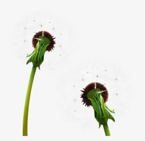 Dandelion Clipart Two Flower - Dandelion, HD Png Download, Transparent PNG