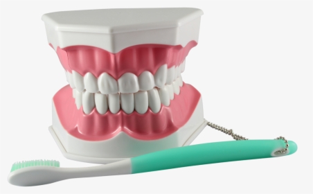 Tooth Brushing Model  title Tooth Brushing Model - Toothbrush, HD Png Download, Transparent PNG