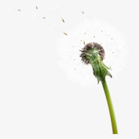 Dandelion Clipart Transparent Background - Dandelion, HD Png Download, Transparent PNG