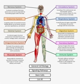 Body Systems - Human Body System Png, Transparent Png, Transparent PNG