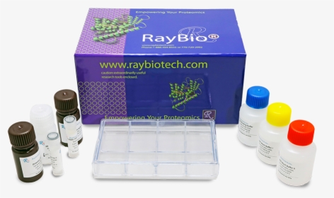 Ray Bio Human Cytokine Antibody Array 5, HD Png Download, Transparent PNG