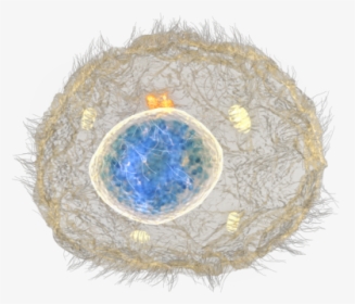Stem Cell - Stem Cells Clear Background, HD Png Download, Transparent PNG
