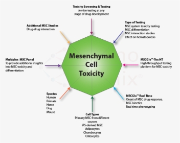 Mesenchymal Stem Cell Sources, HD Png Download, Transparent PNG