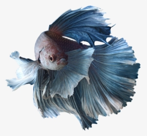 Transparent Png Betta Fish Png, Png Download, Transparent PNG