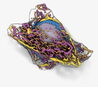 Allen Cell, HD Png Download, Transparent PNG