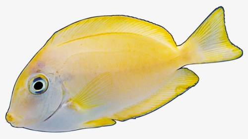Angelfish Yellow Red - Hình Ảnh Cá Động, HD Png Download, Transparent PNG