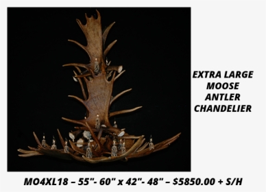 Moose Antler Chandeliers - Lodgepole Pine, HD Png Download, Transparent PNG