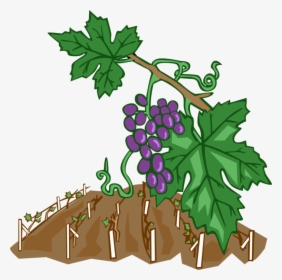 Vector Illustration Of Wine Grape Vines In Vineyard - Weinreben Clipart, HD Png Download, Transparent PNG