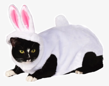 Cat In Bunny Costume - Transparent Png Costume Cat Png, Png Download, Transparent PNG