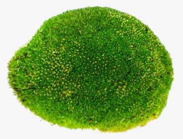 Bolmoss - Moss, HD Png Download, Transparent PNG