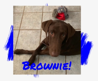 Chocolate Labrador Retriever Adoption - Companion Dog, HD Png Download, Transparent PNG