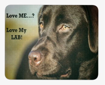 Labrador Retriever, HD Png Download, Transparent PNG