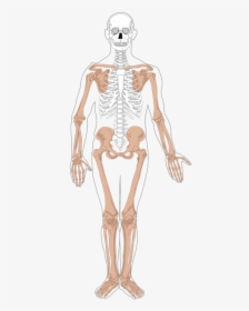 Free Human Skeleton Clip Art - Appendicular Skeleton, HD Png Download, Transparent PNG