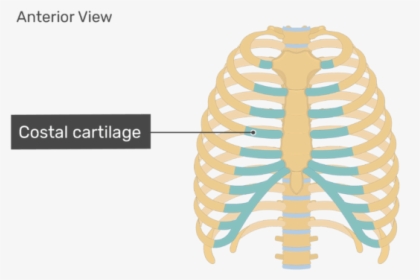 Rib Cage Sternum Anatomy Costal Cartilage - Unlabeled Rib Cage Diagram, HD Png Download, Transparent PNG