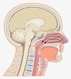 Pharynx Anatomy , Png Download - 3 Regions Of Pharynx, Transparent Png, Transparent PNG
