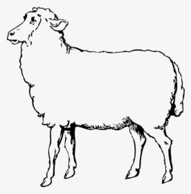 Free Image On Pixabay - Sheep Images Black And White, HD Png Download, Transparent PNG