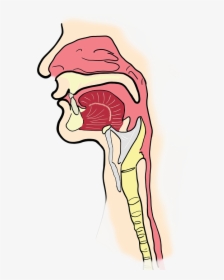 Transparent Anatomy Png - Pharynx Transparent Background, Png Download 