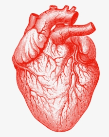 Drawn Tongue Tongue Anatomy - Transparent Human Heart Png, Png Download, Transparent PNG