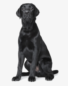 Home Remodeling Services Nh - Labrador Retriever, HD Png Download, Transparent PNG