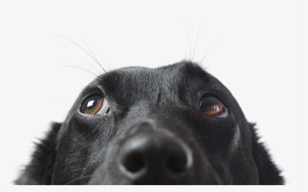 Dog Has Mucus In Eye, HD Png Download, Transparent PNG