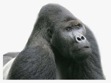 Gorilla Png Transparent Images - Endangered Eastern Lowland Gorilla, Png Download, Transparent PNG