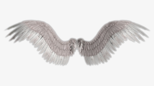 Angel Wings Png Transparent - Angel Wings No Background, Png Download, Transparent PNG