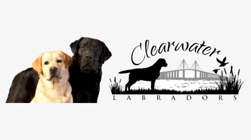 Clearwater Labradors - Labrador Retriever, HD Png Download, Transparent PNG