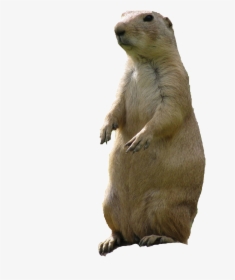 Prairie Dogs Png - Prairie Dog Png, Transparent Png, Transparent PNG