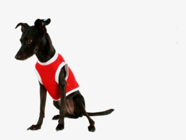 Dog, Black Dog, Pet, Pet Clothes, Mutt, Black, Animal - Perro Negro Con Ropa, HD Png Download, Transparent PNG