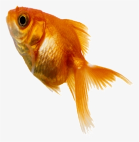 Download Aesthetically Small Static - Small Fish Png, Transparent Png, Transparent PNG