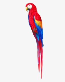Red Parrot Clipart - Transparent Red Parrot Png, Png Download, Transparent PNG