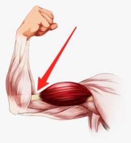 Elbow Clipart Flexed Arm - Bent Arm Muscles, HD Png Download, Transparent PNG