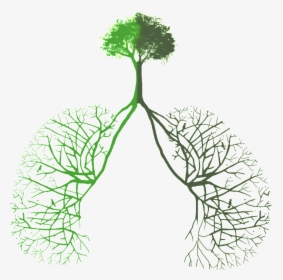 Transparent Green Plants Png - Tree Lungs Png, Png Download, Transparent PNG