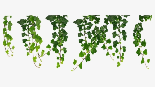 #plants #green #png - Transparent Background Vines Png, Png Download, Transparent PNG