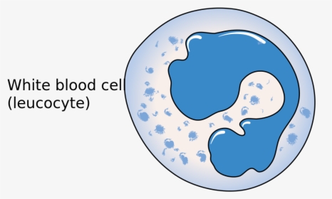 Transparent Blood Cells Png - Simple White Blood Cell Diagram, Png Download, Transparent PNG
