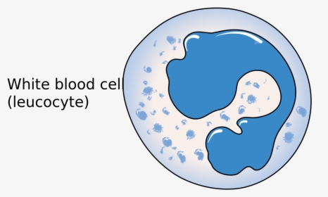 Pulmonary Circulation Diagram - Pulmonary Circulation Simple Diagram