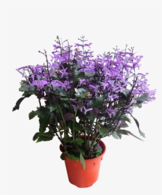 Plectranthus Mona Lavender Blooming Care, HD Png Download, Transparent PNG