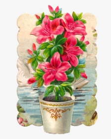 Clip Art Hibiscus Plant, HD Png Download, Transparent PNG