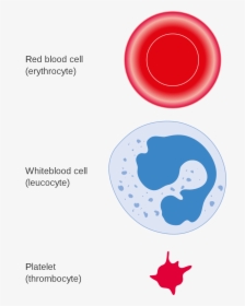 Three Different Types Of Blood Cells, HD Png Download, Transparent PNG