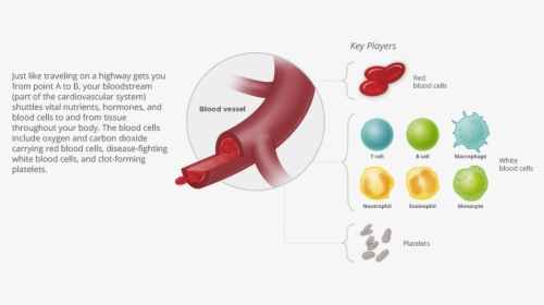 Blood Cancer Habitat - Bone Marrow Png, Transparent Png, Transparent PNG